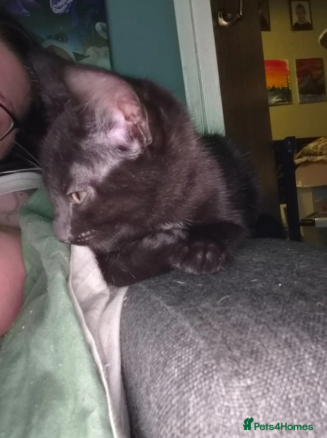 Mixed Breed cats for sale: Male kitten  - Advert 1
