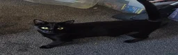 Mixed Breed cats for sale: 2 sisters - Advert 6