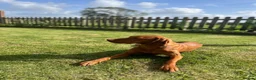 Hungarian Vizsla dogs for sale: Beautiful KC Registered Hungarian Vizsla puppies  in Blackburn - Advert 15