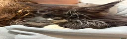 Maine Coon cats for sale: Gorgeous XL Russian line Maine Coon Kittens - Advert 18