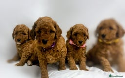 Miniature Poodle dogs for sale: MINIATURE POODLE PUPPIES.   - Advert 9