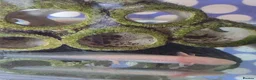 Axolotl reptiles for sale: Juvenile axolotls - Advert 7