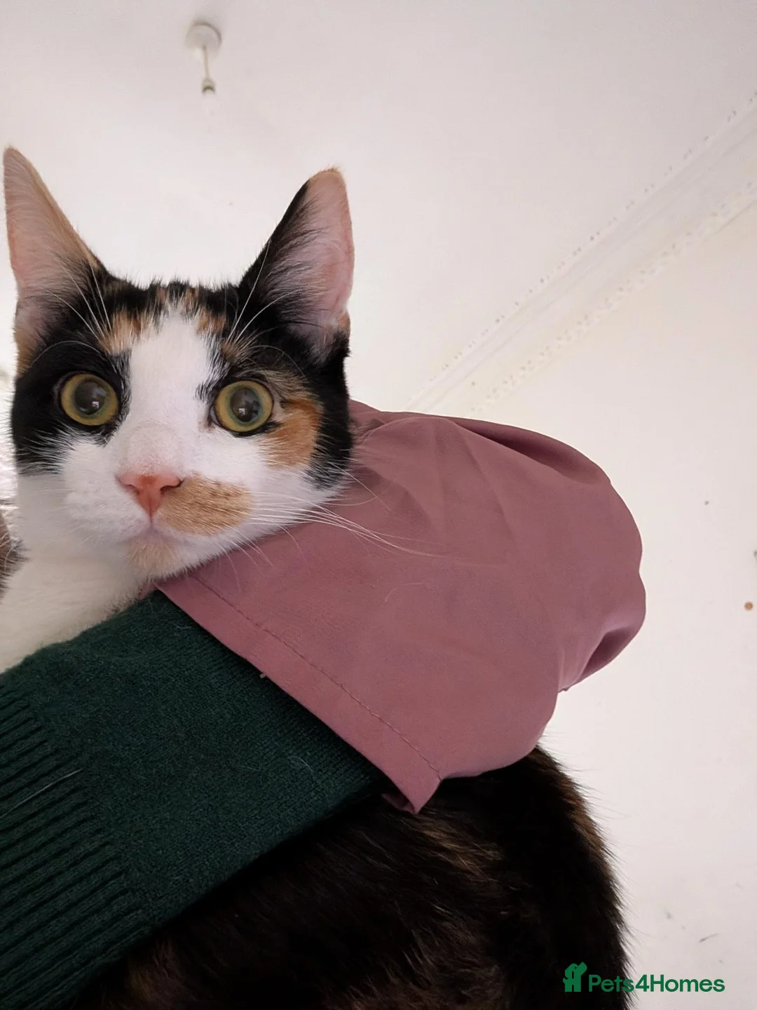 Mixed Breed cats for sale: Two cats  in Bradford - Advert 1