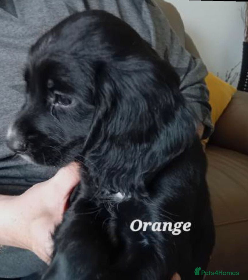 Sprocker dogs Beautiful Sprocker Puppies  - Advert 1