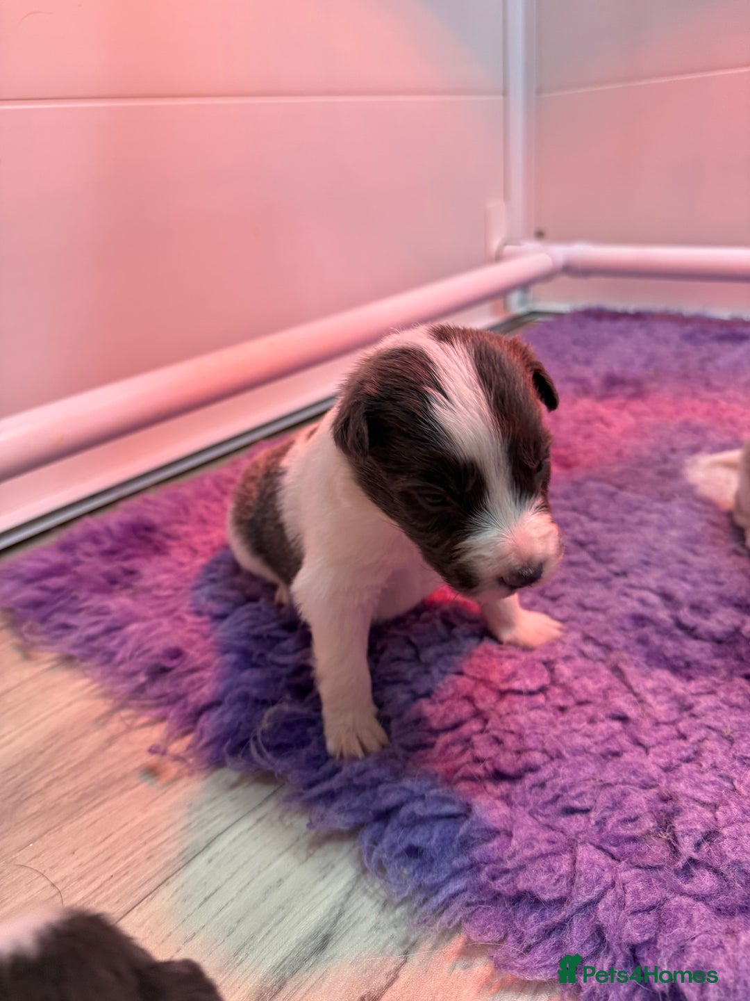 Border Collie dogs for sale: Stunning rough coated KC Reg Health tested pups  - Advert 12