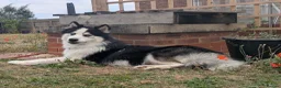 Siberian Husky dogs for sale: Husky Ready For A New Home in Wisbech - Advert 2