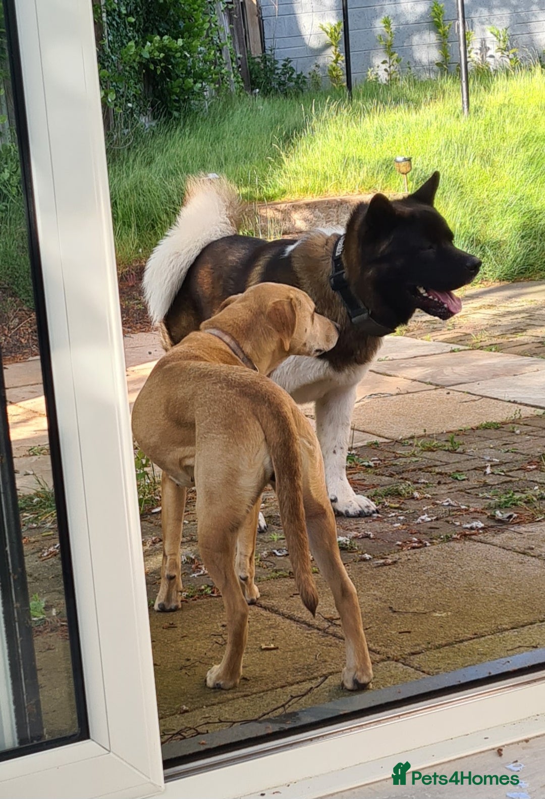 Mixed Breed dogs for sale: Gorgeous Labrakita (American Akita x Lab) Puppies - Advert 3