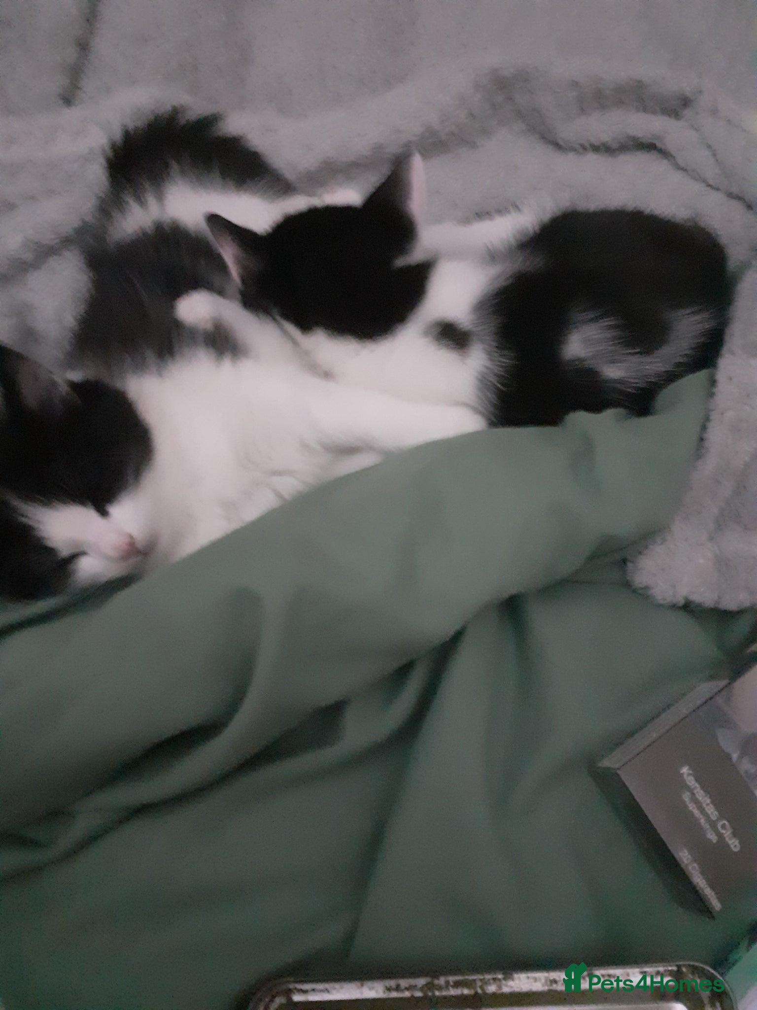 Mixed Breed cats Male and female kittens needing rehomed - Advert 18