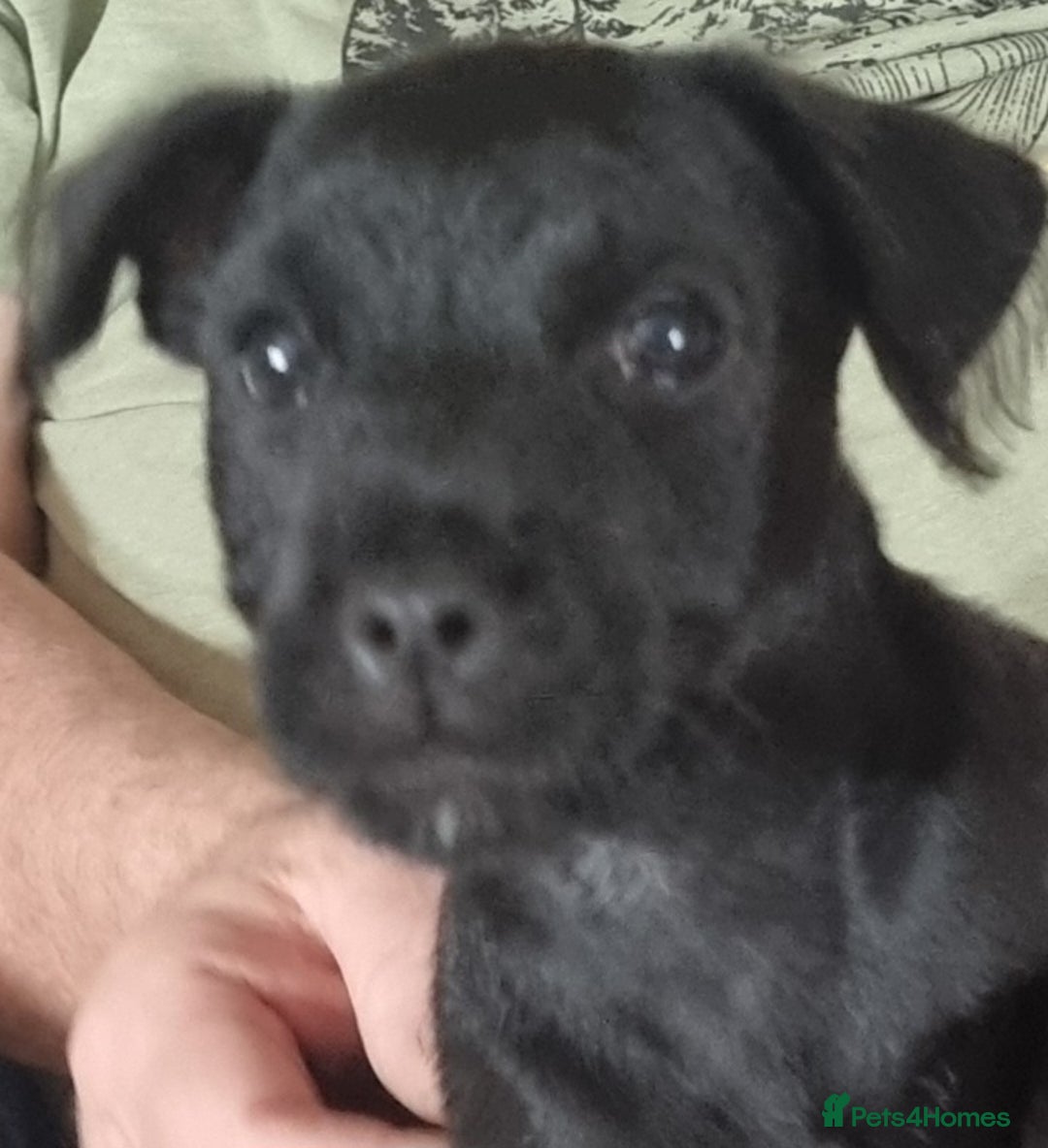Patterdale Terrier dogs for sale: Patterdale puppy  - Image 7