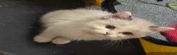 Ragdoll cats for sale: Pure Ragdoll kittens, ready 20th December - Advert 28