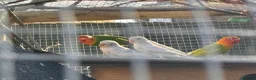 Lovebirds birds for sale: Lovebirds - mixed including proven pair - Advert 2