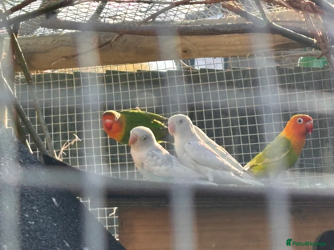 Lovebirds birds for sale: Lovebirds - mixed including proven pair - Advert 2
