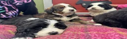Bernedoodle dogs for sale: F1 Bernedoodle Puppies  - Advert 18