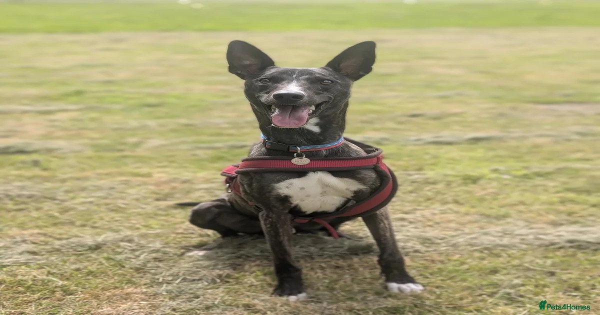 Lurcher Dogs for adoption in Rugby, Warwickshire | Pets4Homes