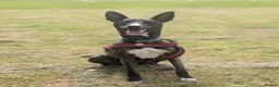 Lurcher dogs for adoption: Splash - Advert 1