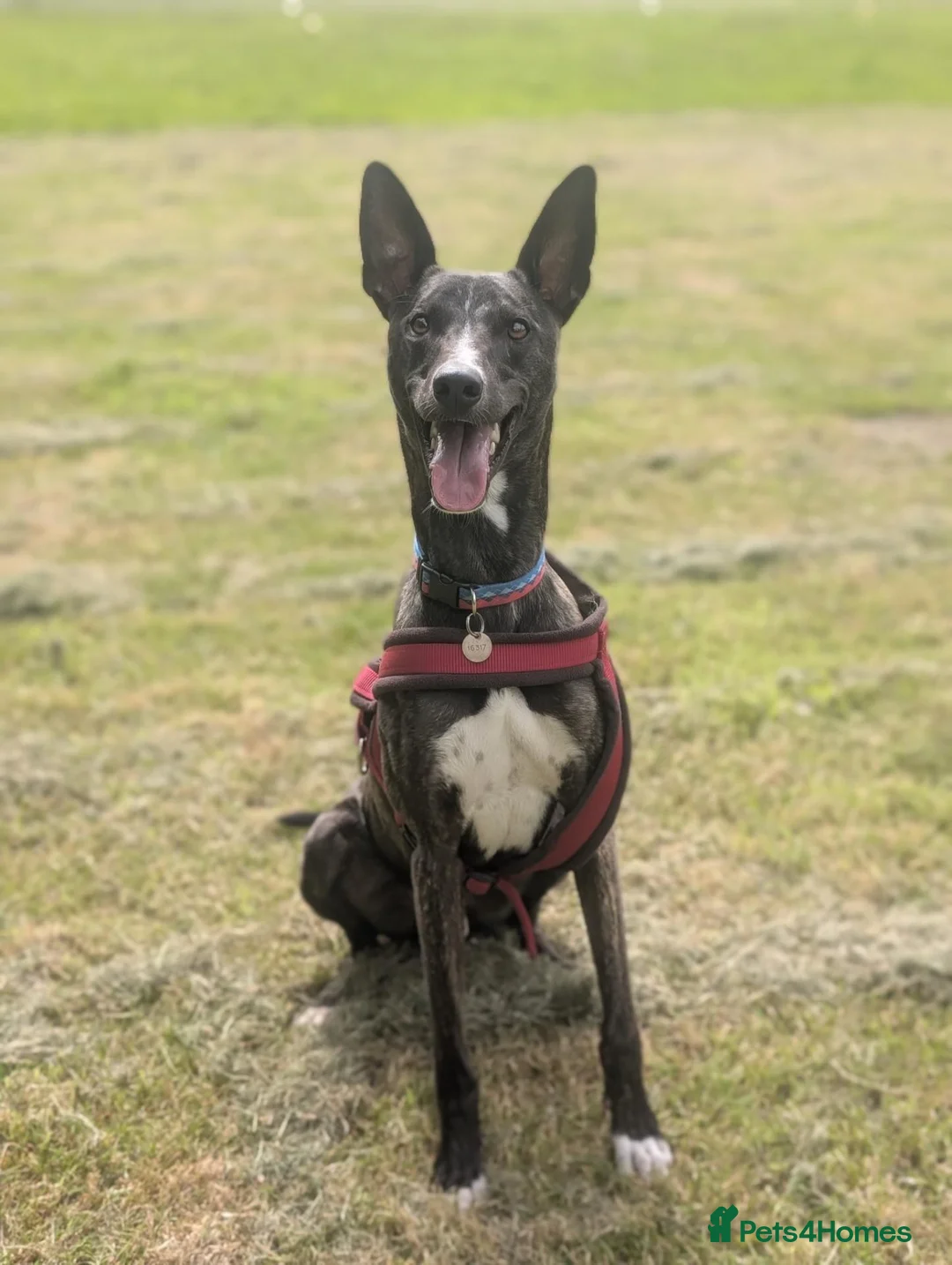 Lurcher dogs for adoption: Splash - Advert 1