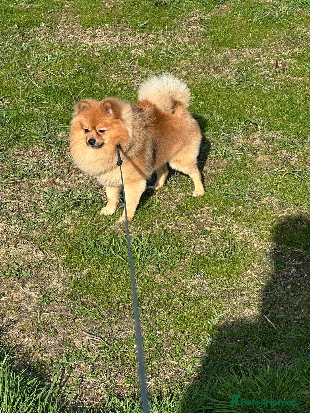 Pomeranian dogs for sale: Bruno - Advert 2