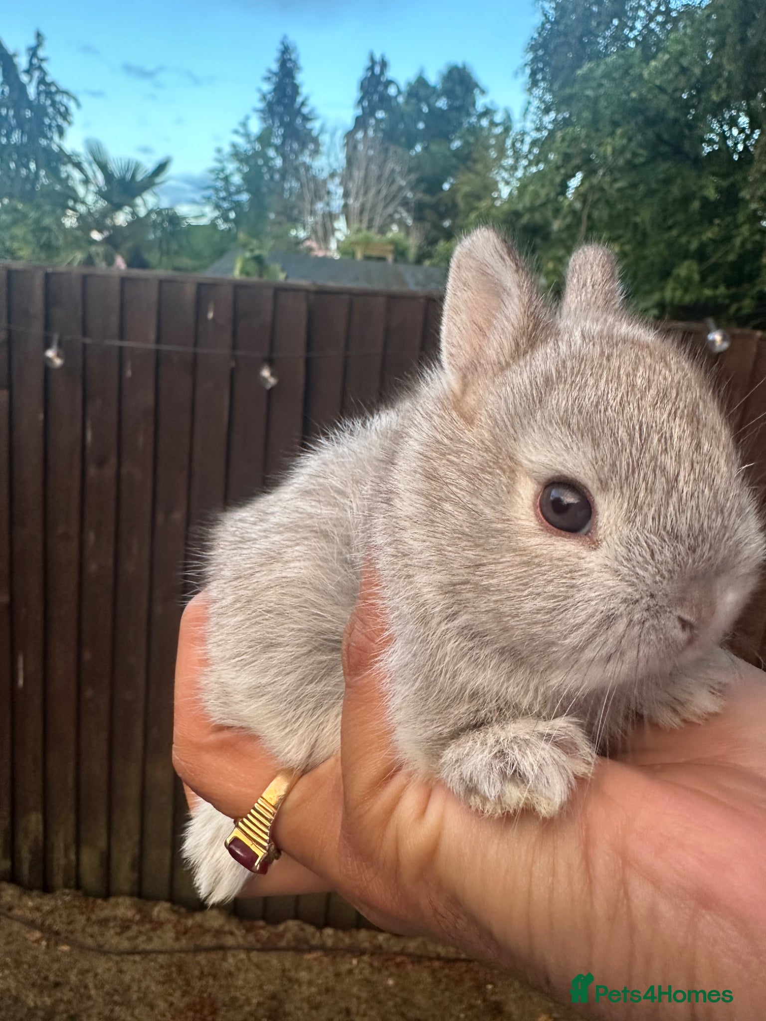 Netherland Dwarf rabbits Pure bred Netherland Dwarf - Advert 1