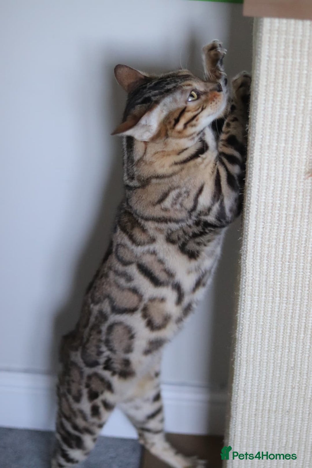 Bengal cats for sale: Imported Seal Sepia Bengal Queen– Proven – Active - Advert 1