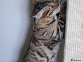 Bengal cats Imported Seal Sepia Bengal Queen– Proven – Active - Advert 1