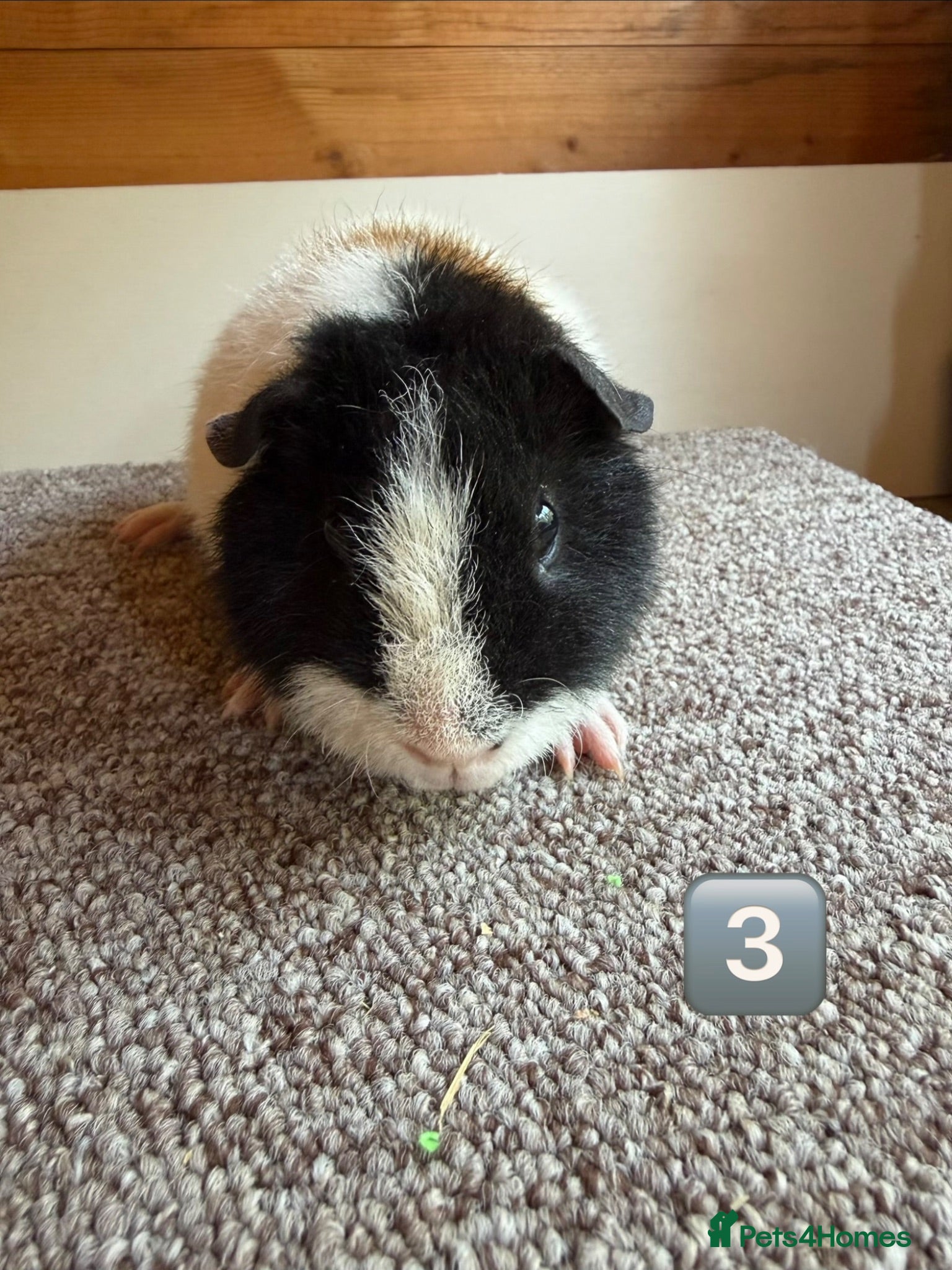 Guinea Pig rodents Teddy Boars & A Swiss Boar - Advert 2
