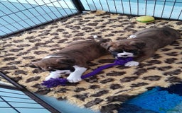 Boxer dogs for stud: KC REGISTERED BRINDLE & WHITE PROVEN STUD.   in Mexborough - Image 18