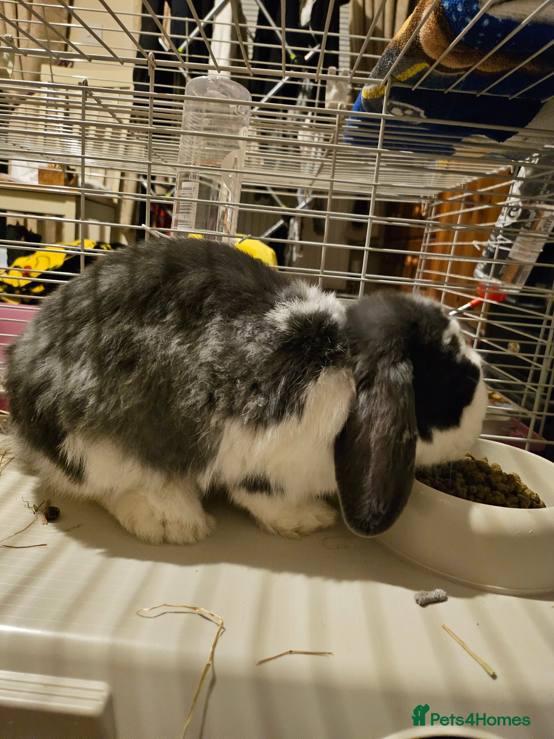 Dwarf Lop rabbits for sale: Gandalf the Lop - Advert 5