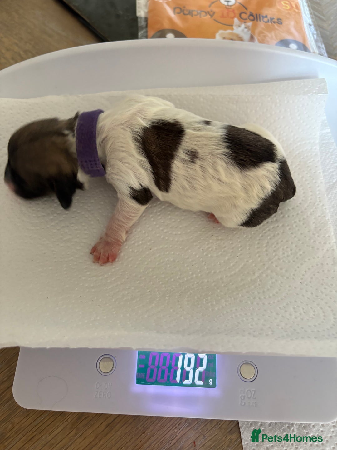 Mixed Breed dogs for sale: 6 beautiful Shihpoo + cotton de Tulear puppies - Image 12