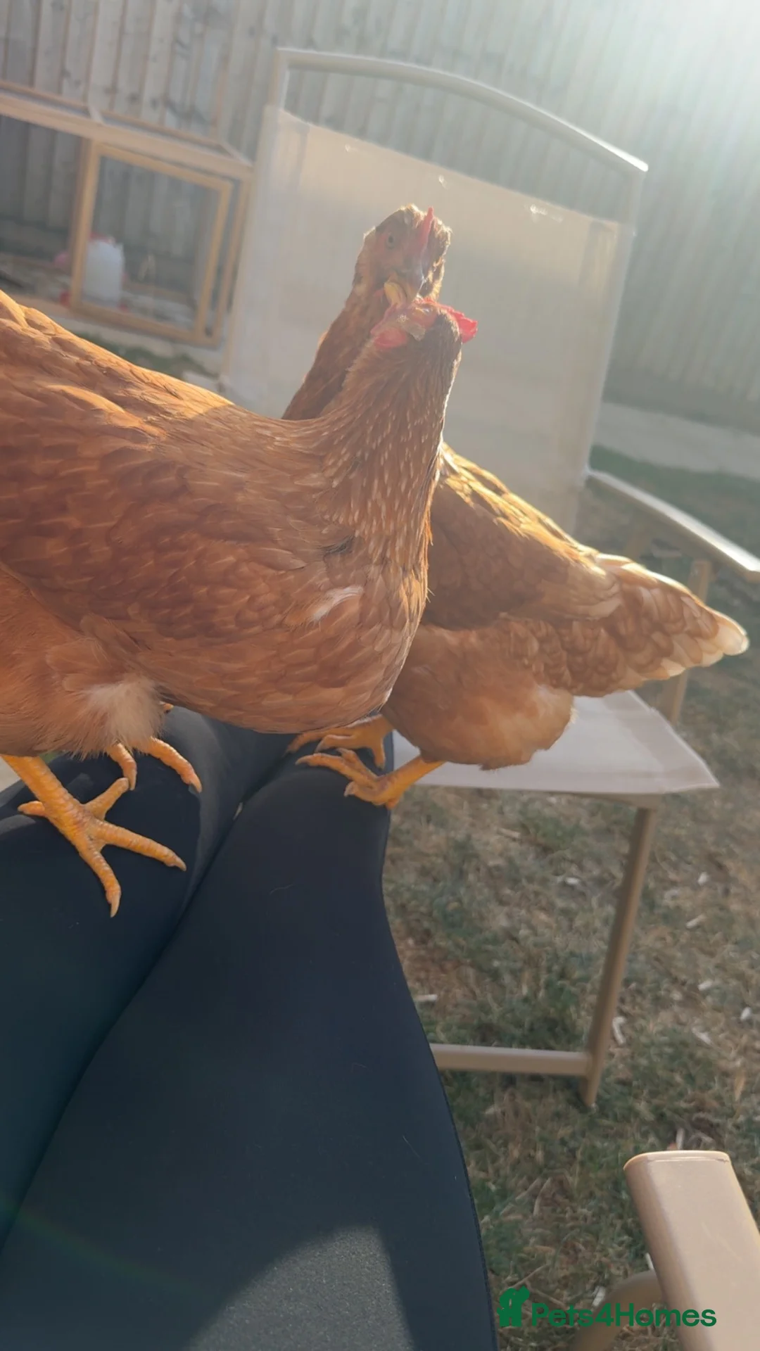 Chickens poultry for sale: Laying hens  in Cambridge - Advert 3