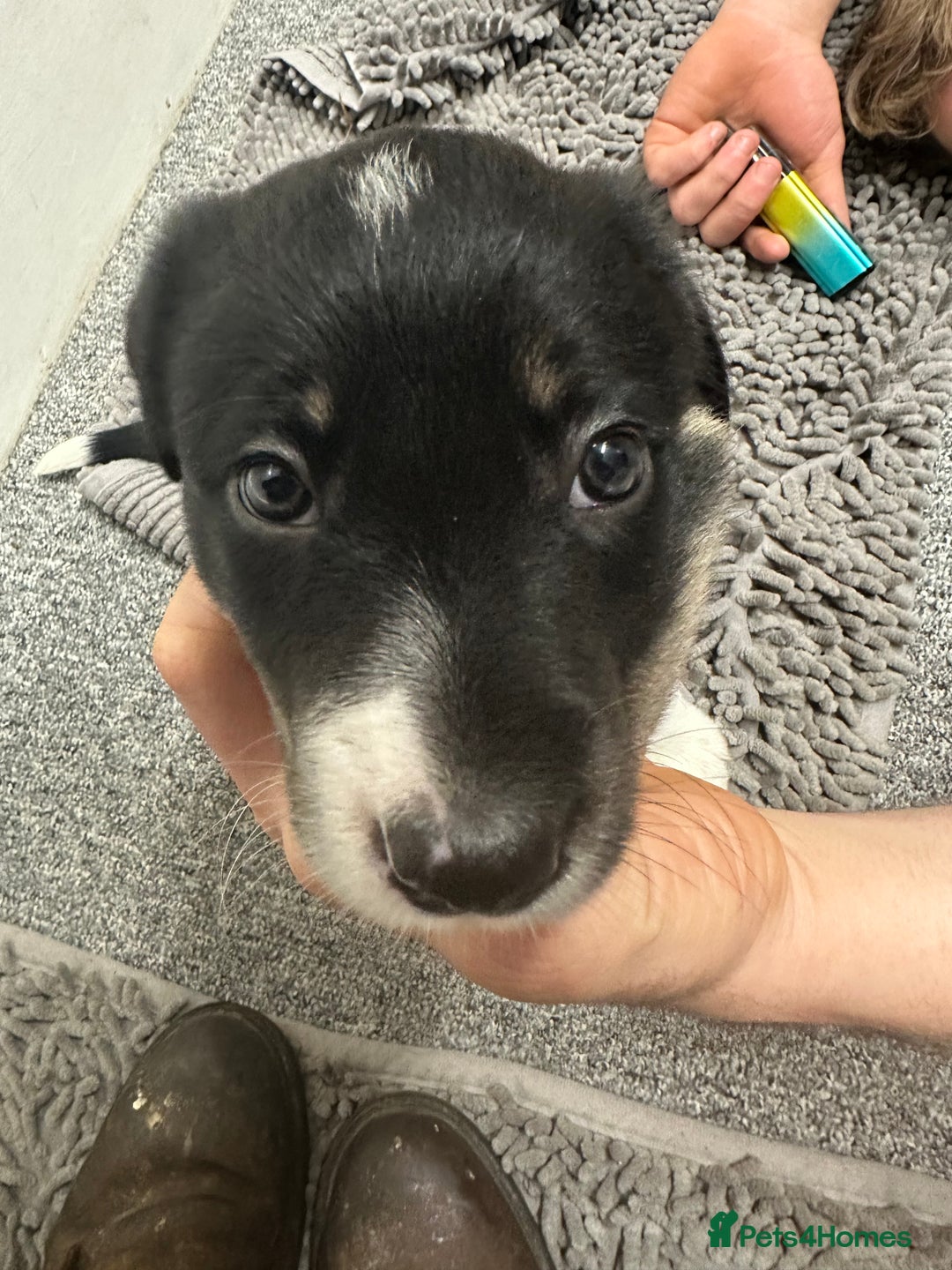 Border Collie dogs for sale: 2 border collie puppies - Advert 7