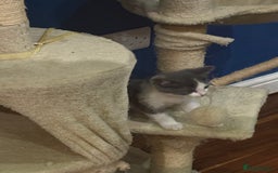 Domestic Shorthair cats for sale: Forever homes needed  - Image 9