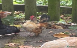 Chickens poultry for sale: Serama hen and cockerel  - Image 3
