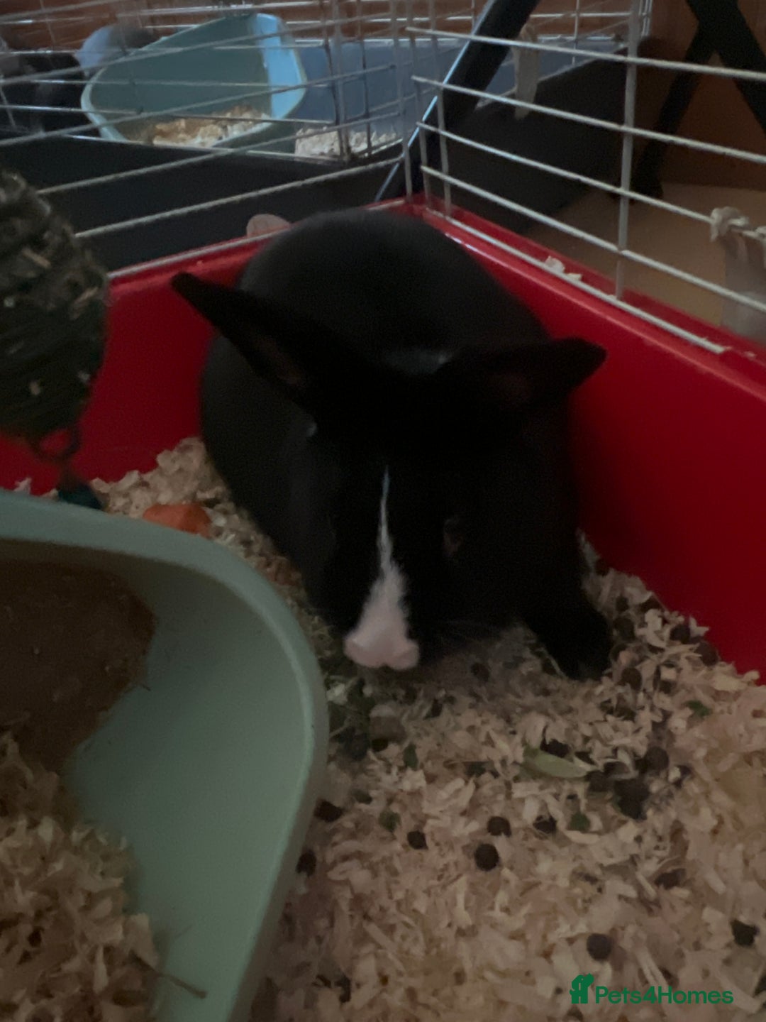 Dwarf Lop rabbits for sale: Dwarf/mini lop  - Advert 1