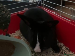 Dwarf Lop rabbits Dwarf/mini lop - Advert 6