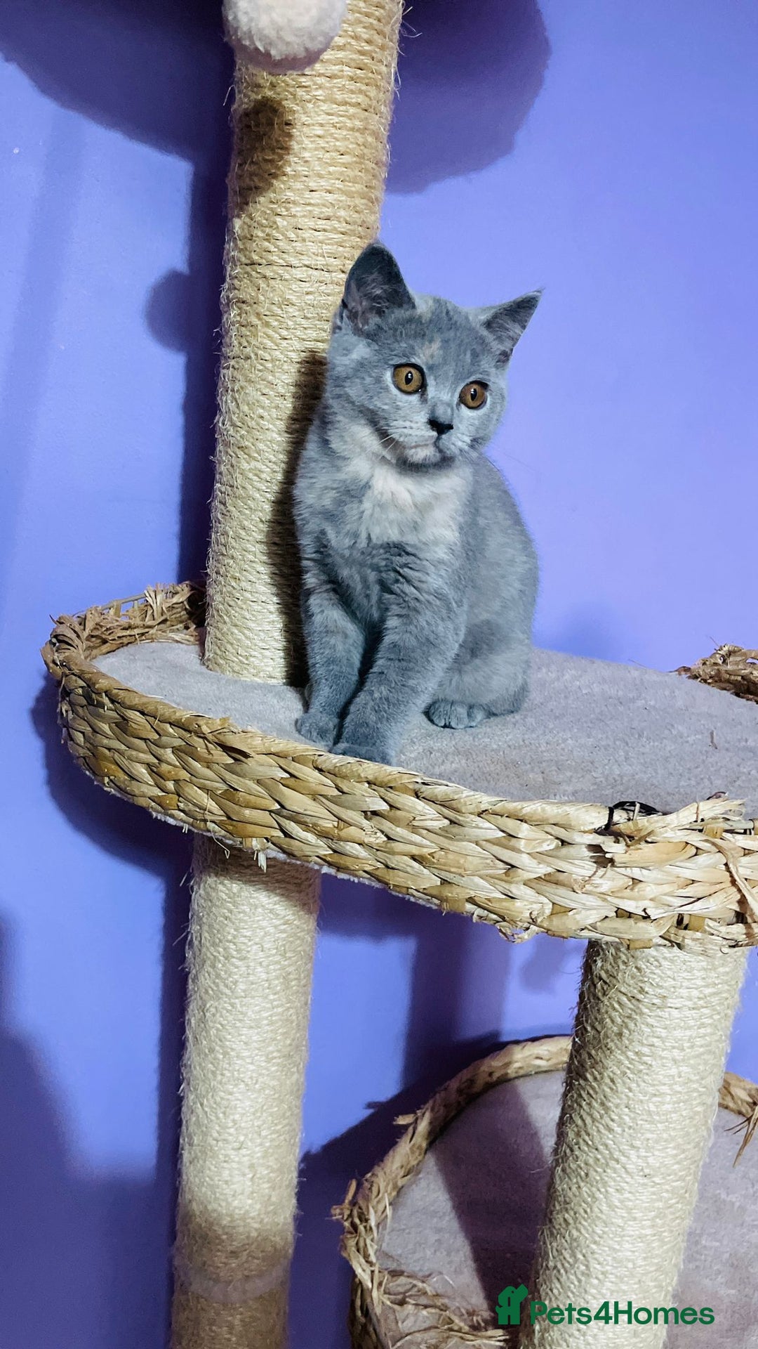 Scottish Fold cats for sale: Beautiful litter of Scottish fold  😍 - Advert 14