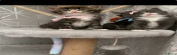 Mixed Breed cats for sale: Beautiful kittens looking for loving home. - Advert 23