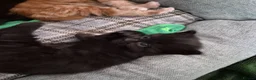 Mixed Breed cats for sale: 4 Beautiful Fluffy Kittens - Advert 8