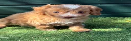 Cockapoo dogs for sale: Stunning Toy Cockapoo pups - Advert 9