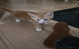 Mixed Breed cats for sale: 4 Playful Male Kittens Ready for Loving Homes! - Image 17