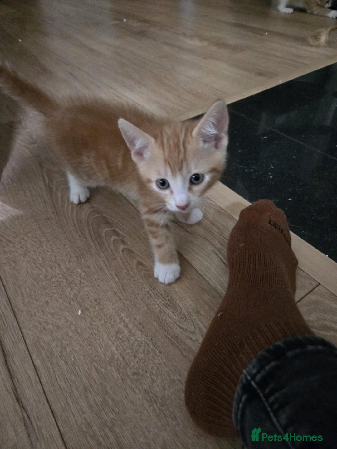 Mixed Breed cats for sale: 4 Playful Male Kittens Ready for Loving Homes! - Image 17