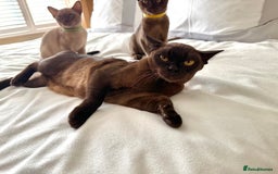 Burmese cats for sale: Stunning Beautiful Burnese  - Advert 14