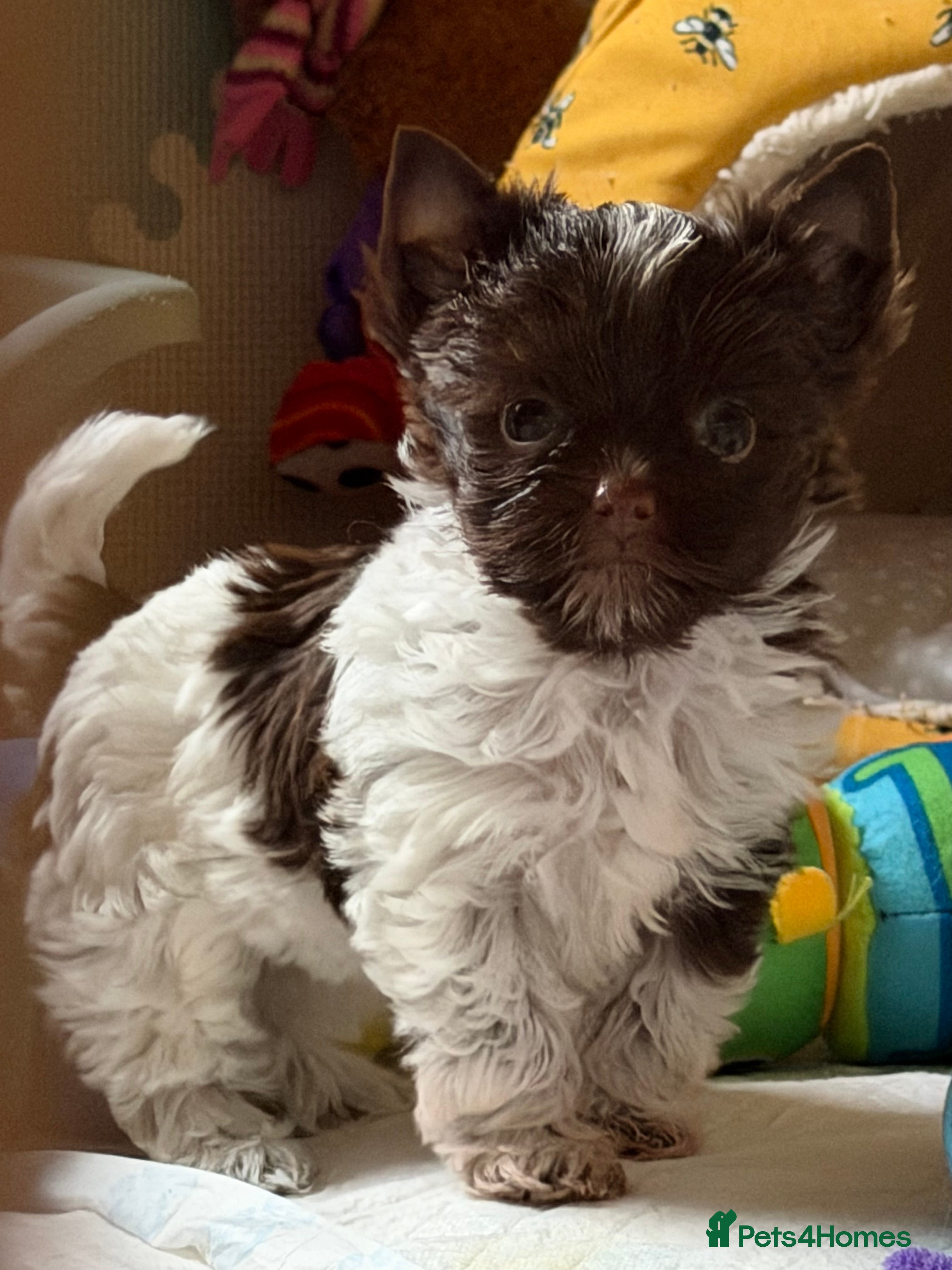 Yorkshire Terrier dogs Adorable Tiny Boys 🐾 Pedigree 🐾 - Advert 7