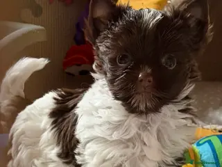 Yorkshire Terrier dogs Adorable Tiny Boys 🐾 Pedigree 🐾 - Advert 7