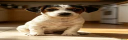 Jack Russell dogs for sale: Traditional short-legged Jack Russell puppies. - Advert 10