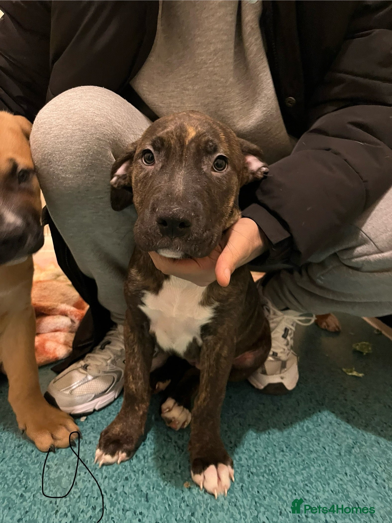 Mixed Breed dogs Beautiful chunky puppies 😍 - Advert 4