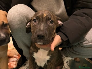 Mixed Breed dogs Beautiful chunky puppies 😍 - Advert 4