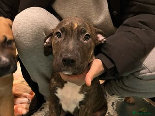 Mixed Breed dogs Beautiful chunky puppies 😍 - Advert 15