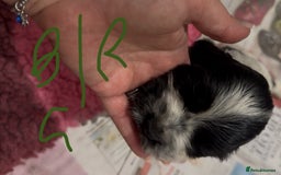 Cocker Spaniel dogs for sale: KC show cocker puppies black white boys - Image 38