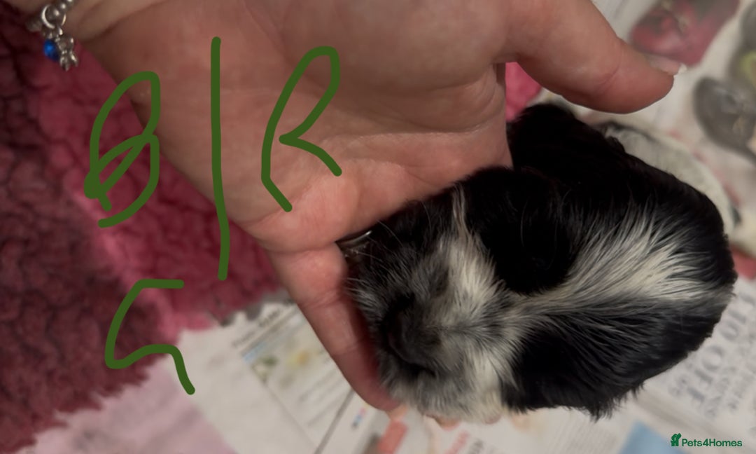 Cocker Spaniel dogs for sale: KC show cocker puppies black white boys - Image 38