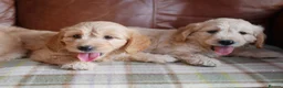 Mini Goldendoodle dogs for sale: Stunning F1 Health Tested Miniature Goldendoodles - Advert 14